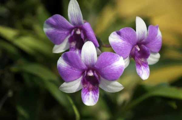 Borneo-Orchideen. — Stockfoto
