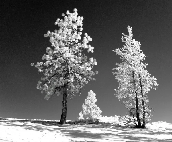 Infrared landscape — Stock Photo, Image