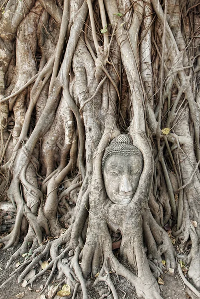 Głowa Buddha — Zdjęcie stockowe