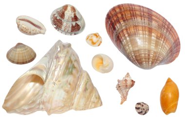 Seashell clipart