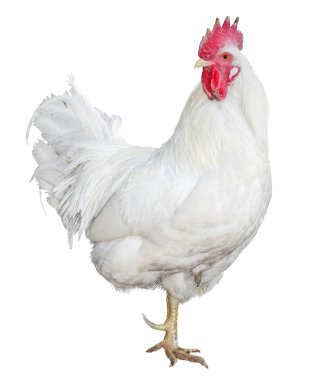 Chicken clipart