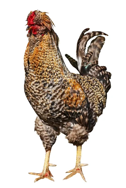 鶏 — ストック写真