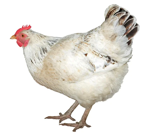 Ayam — Stok Foto