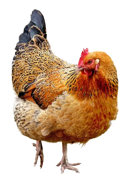 Kurczak — Zdjęcie stockowe