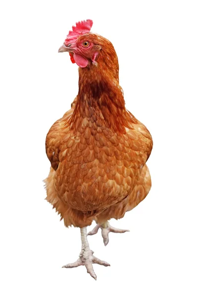Kuře — Stock fotografie