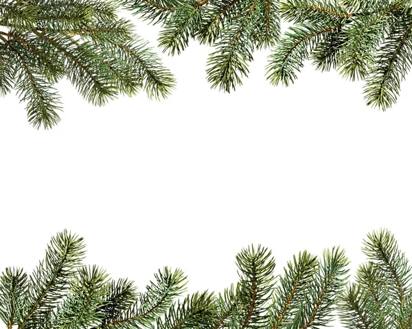 白い背景の上の毛皮木の枝 — ストック写真