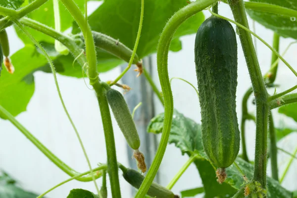 stock image Growing cucumber