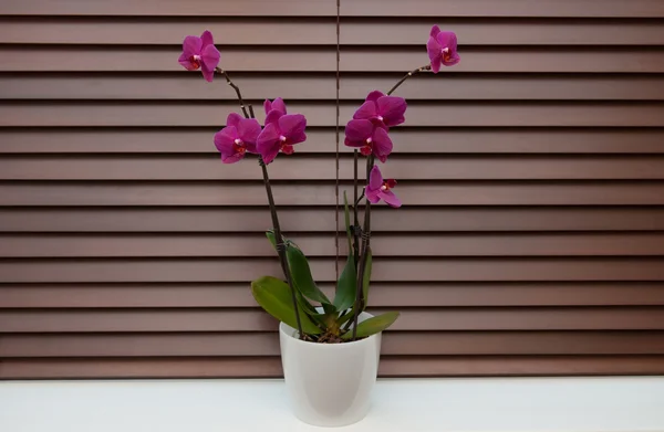 Orchid op een venster Stockfoto
