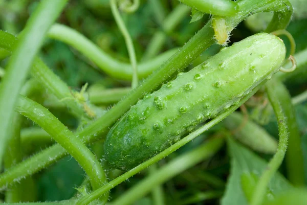 Groeiende komkommer Rechtenvrije Stockfoto's
