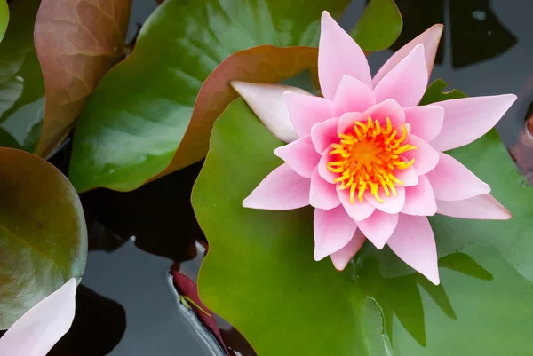 Stock image Water lily