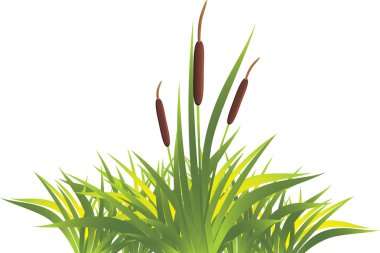 Cane with grass. Vector illustration clipart