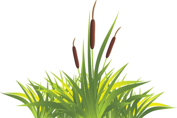 Zuckerrohr Mit Gras Vektorillustration — Stockvektor