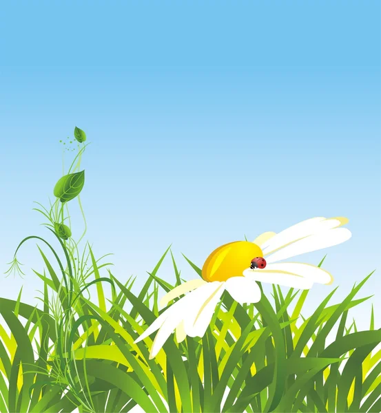 Camomille et herbe — Image vectorielle