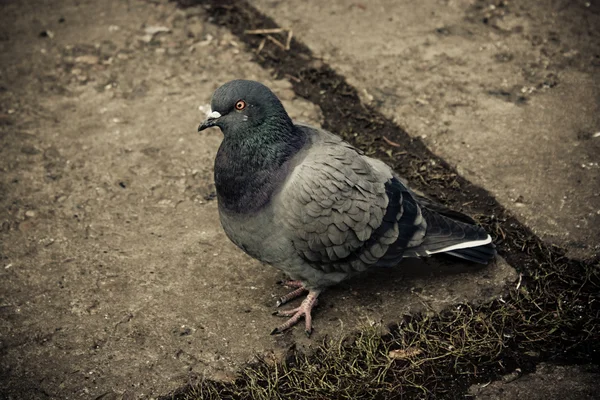 stock image Dove