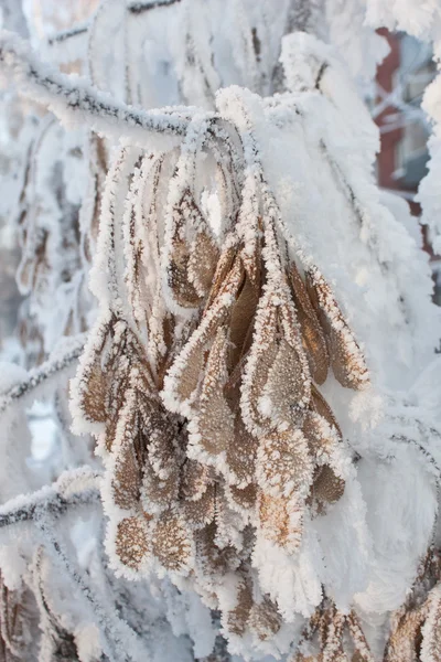 Branch Covered Rime Close — Stock Photo, Image