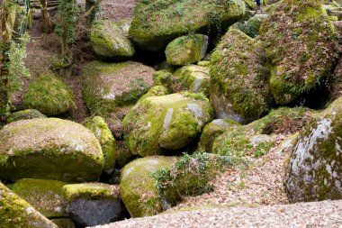 Big rocks in a brittany forest clipart