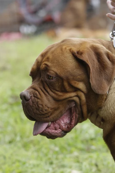 Büyük Bir Köpek Fransız Mastiff — Stok fotoğraf