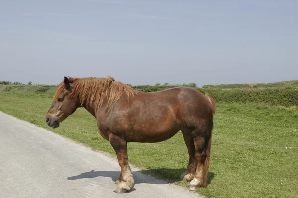 stock image A labour horse on an island