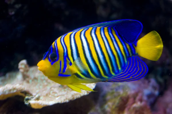 Underwater Landscape Fishes — Stock Photo, Image