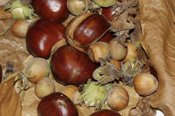 stock image Chestnuts and nuts