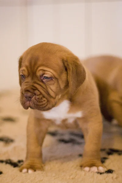 Welpen Dogue Bordeaux Dogge — Stockfoto
