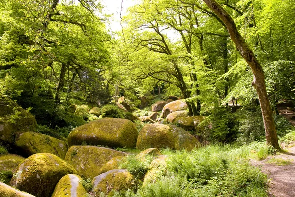 stock image Bigs rocks in a brittany forest