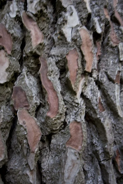 나무의 껍질의 매크로 — 스톡 사진