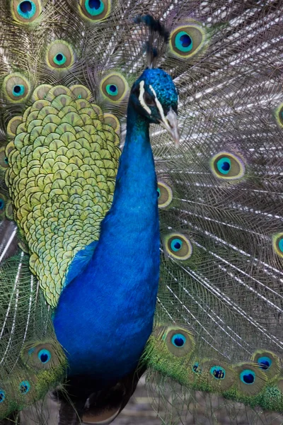 stock image Peacock