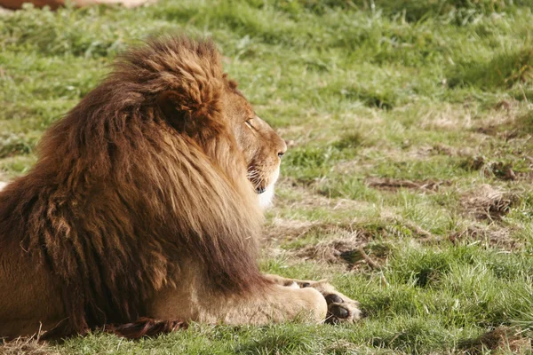 Een Leeuw Man Slapen — Stockfoto