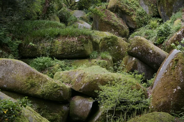 stock image Huelgoat forrest