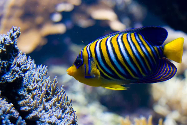 Unterwasserlandschaft Mit Fischen — Stockfoto