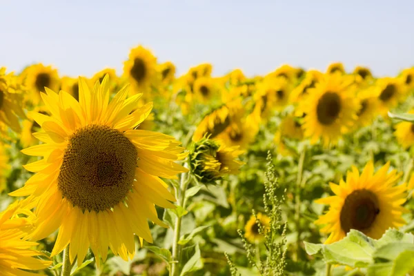 stock image Sunflower