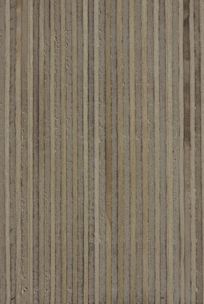 Birch end grain texture — Stock Photo, Image