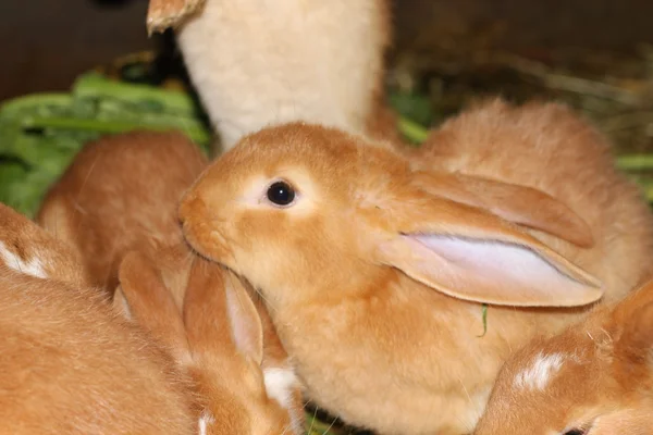 Stock image Rabbit