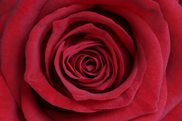 Rose, in Makro — Stockfoto