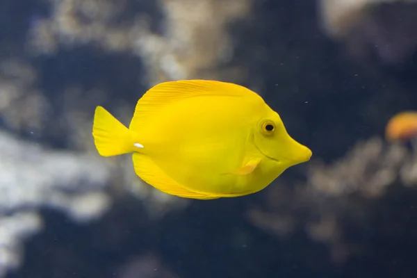 Eksoottiset kalat — kuvapankkivalokuva