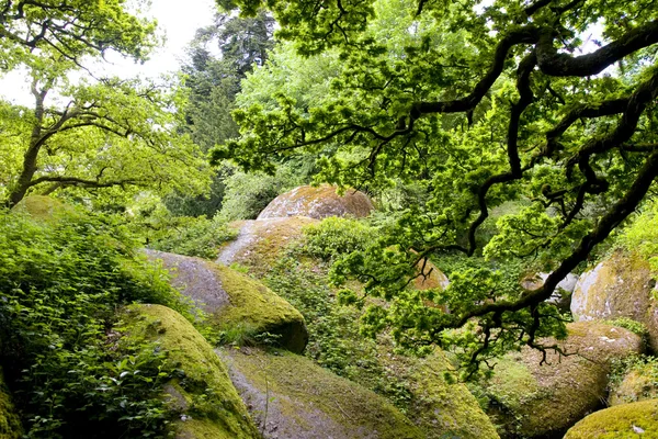 stock image Rocks in forest