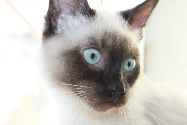 stock image White cat