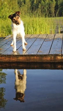 jack russel yüzmek istiyorum