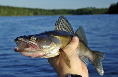 Walleye in hand clipart