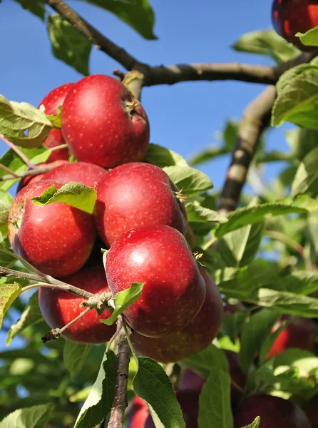 Closeup šťavnatá jablka — Stock fotografie