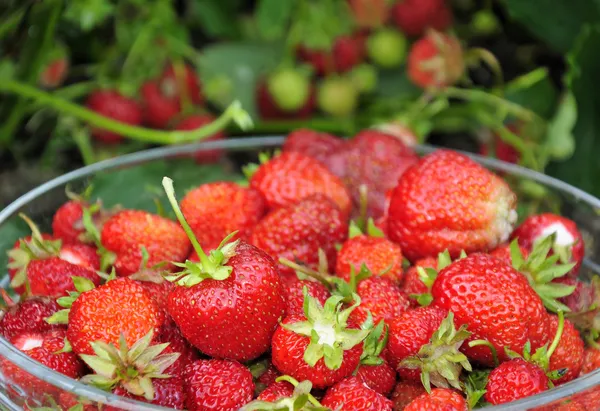 Süße Erdbeerfrucht — Stockfoto