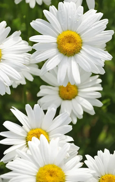 Stock image Rain drops on daisy flowers