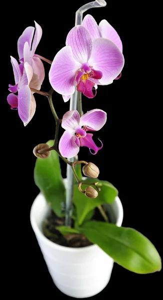 Flor de orquídea violeta — Foto de Stock