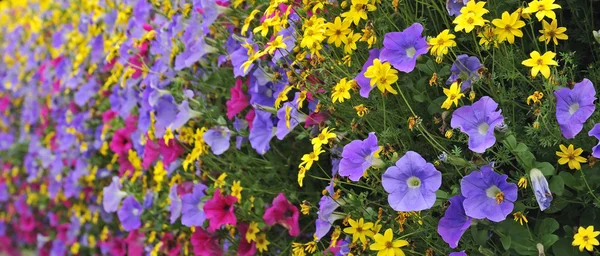 Multicolor zomerbloemen — Stockfoto
