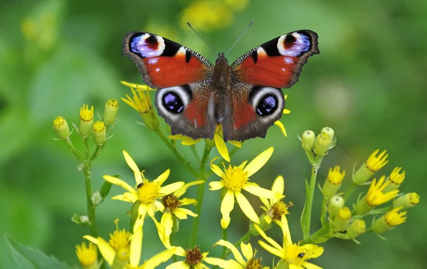 Letní motýl — Stock fotografie