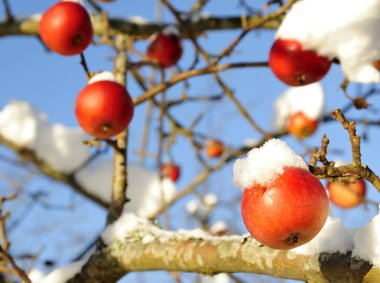 Winter apples tree clipart