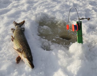 Ice pike fishing in Sweden clipart