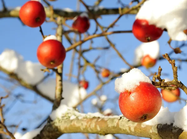 Зимові дерева яблук — стокове фото