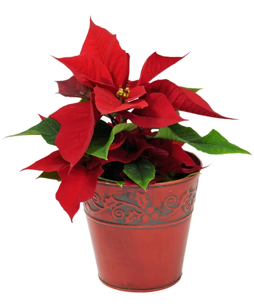 Christmas traditional flower — Stock Photo, Image